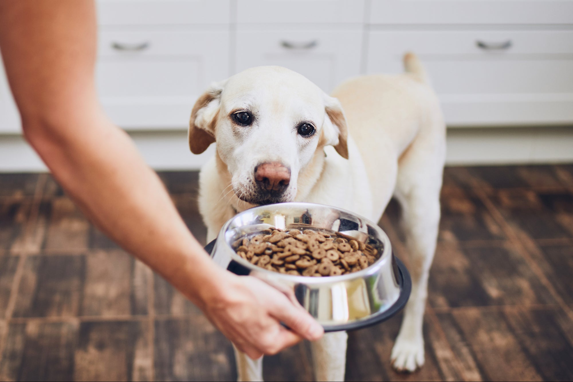 How to Incorporate Healthy Dog Treats into Your Dog’s Daily Routine