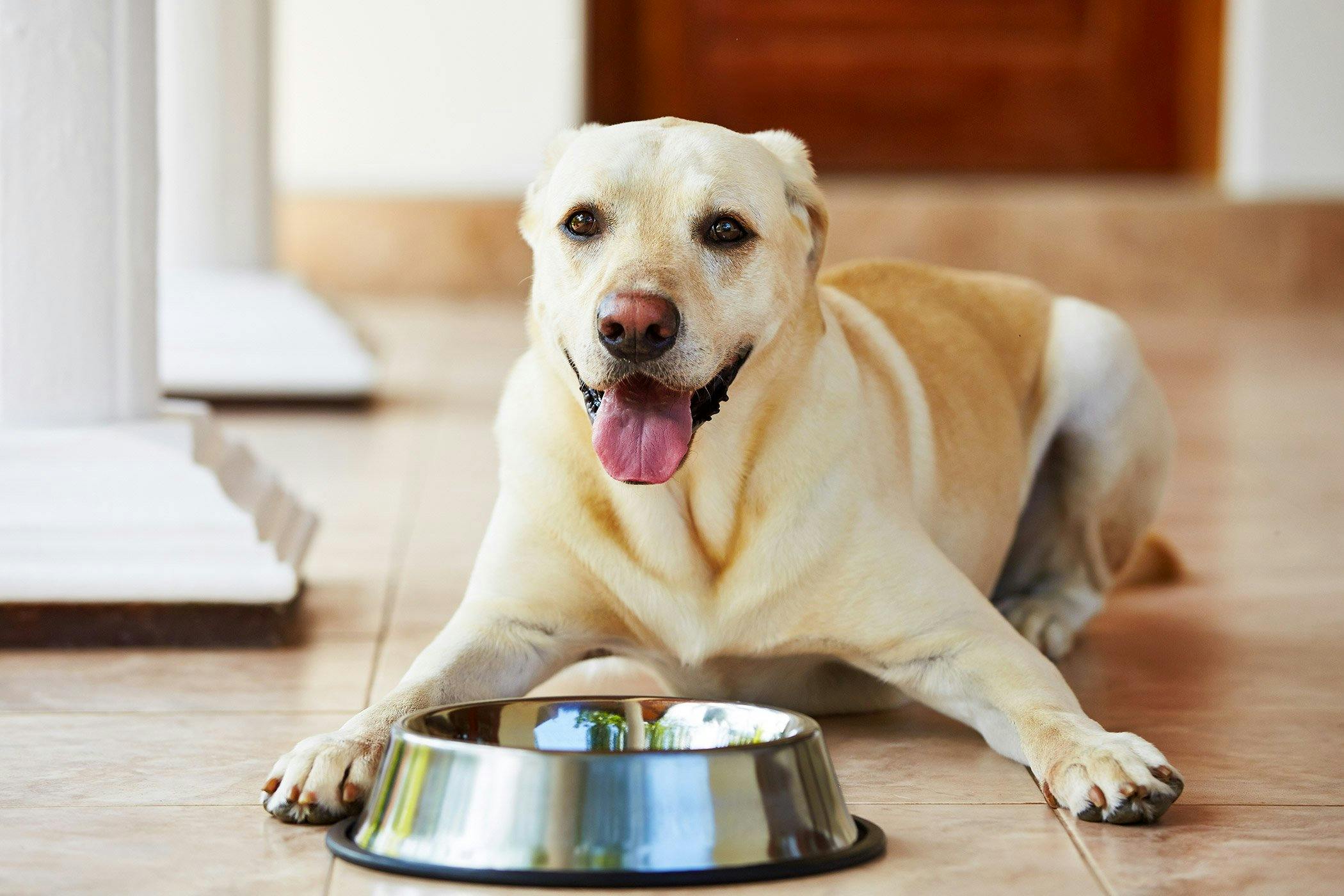 The Health Benefits of Natural Dog Treats: Why You Should Choose Quality Over Quantity