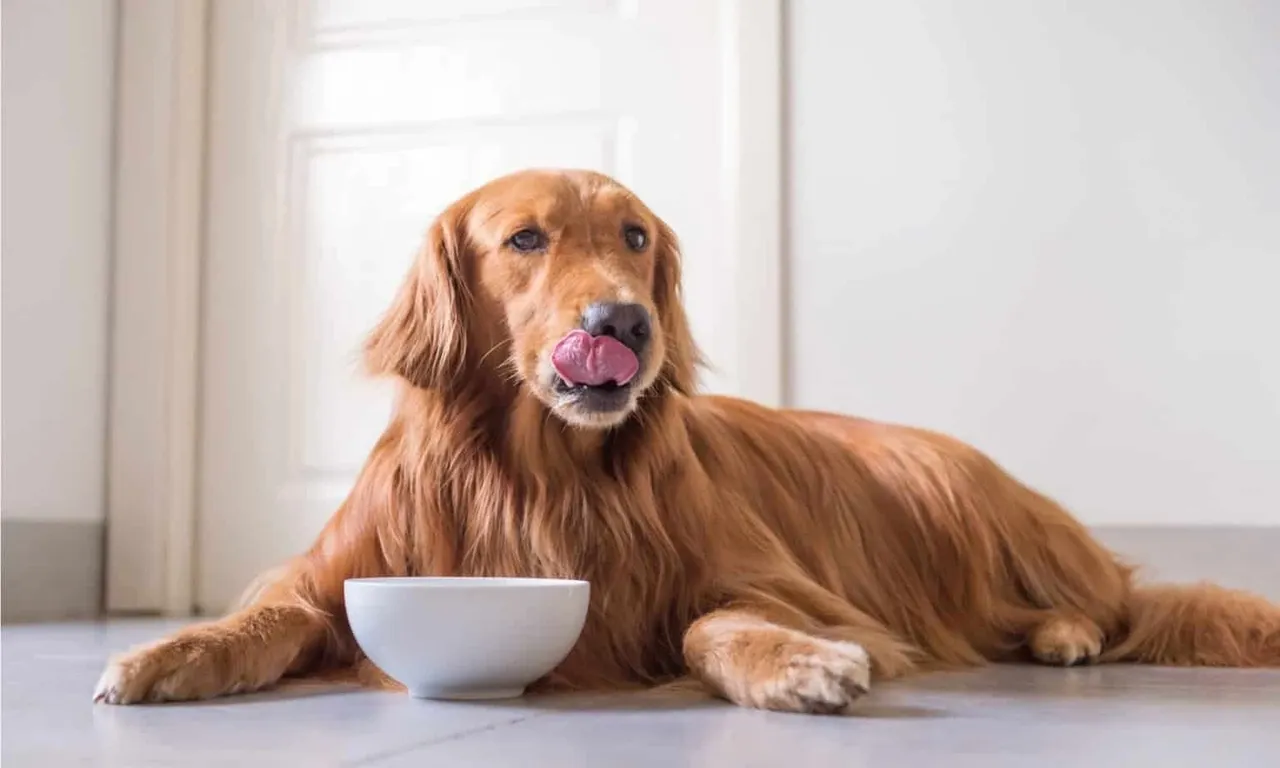 The Ultimate Guide to Choosing the Best Dog Treats for Your Pup